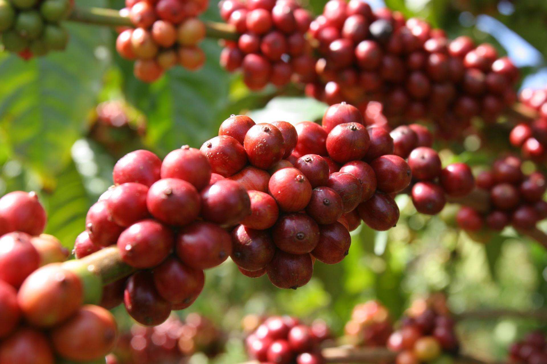 a close up of fruit