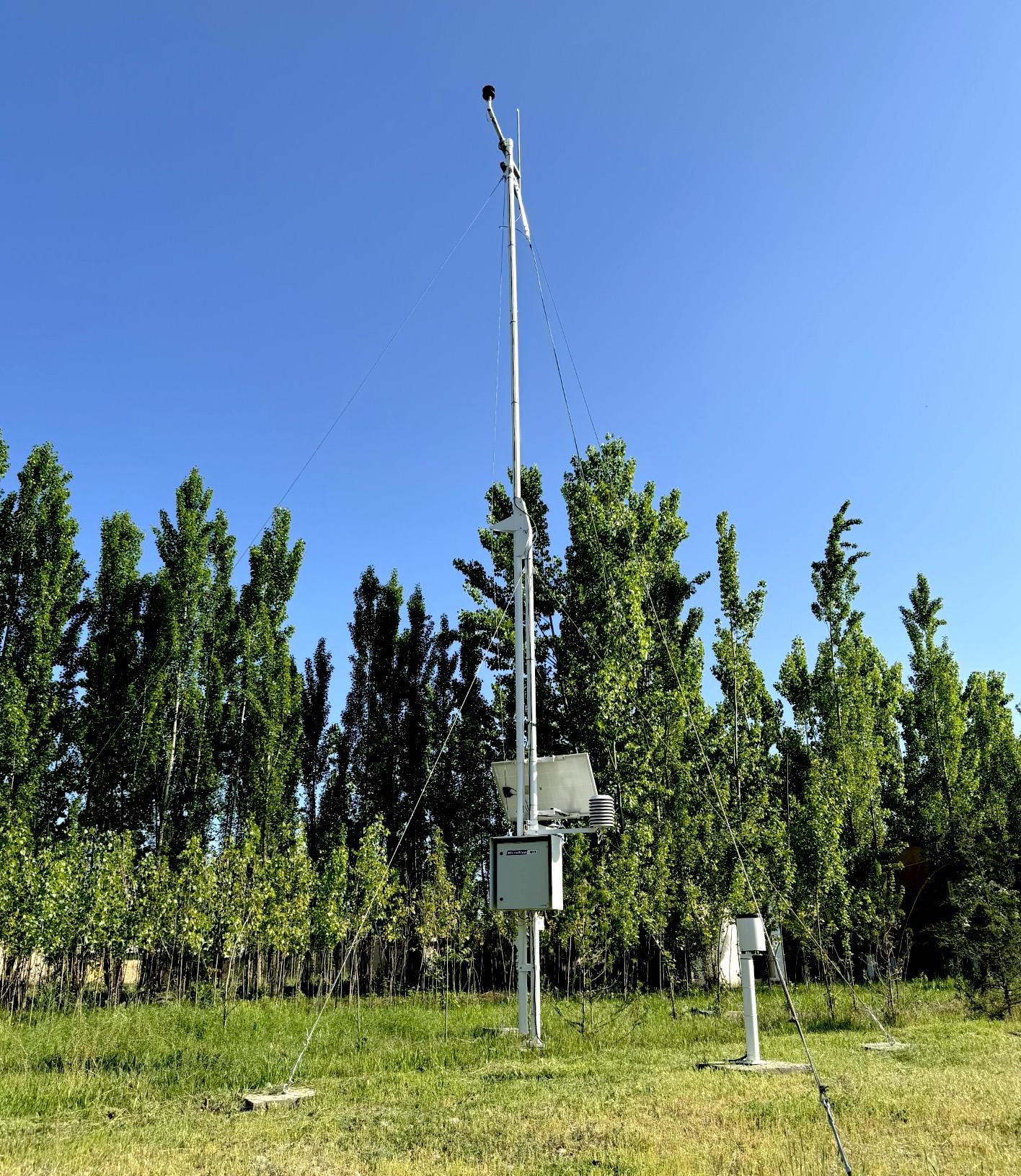 a tree in front of a green field