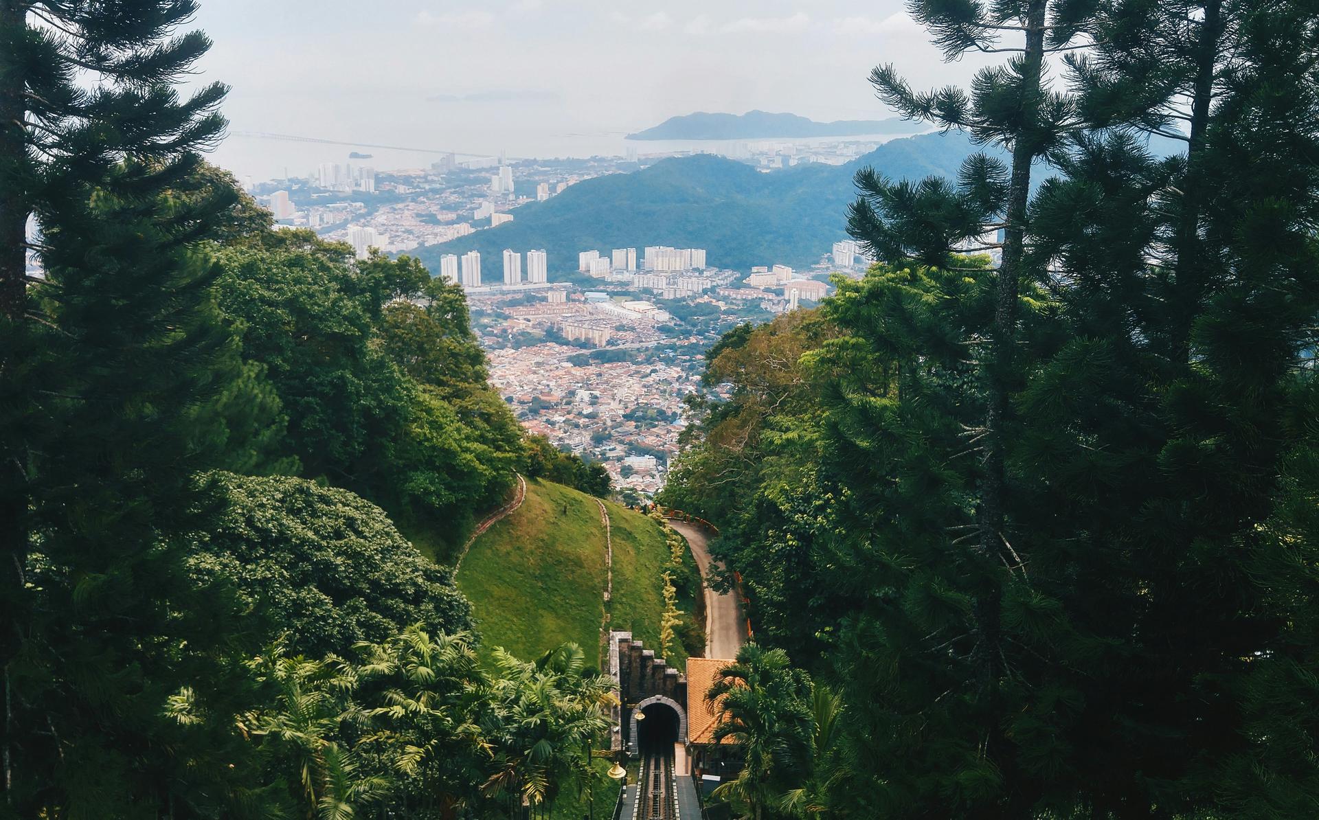 a forest with a city in the background