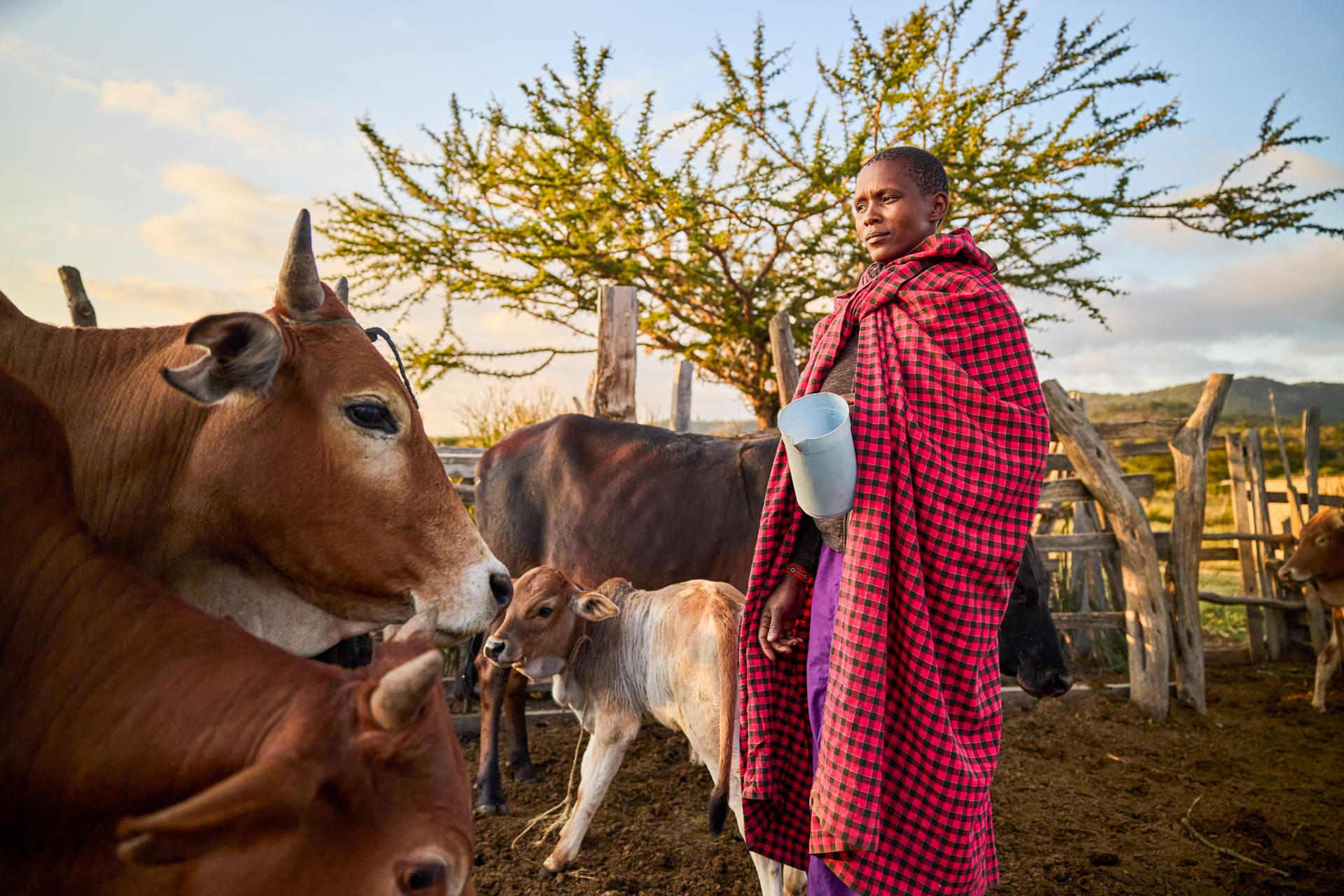 Person in tradition dress stands with cattle