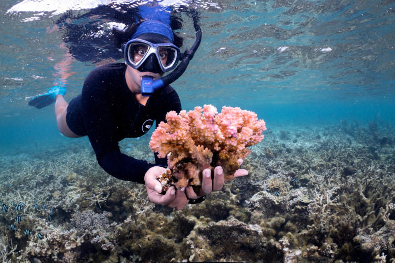 Under water picture diver holding coral