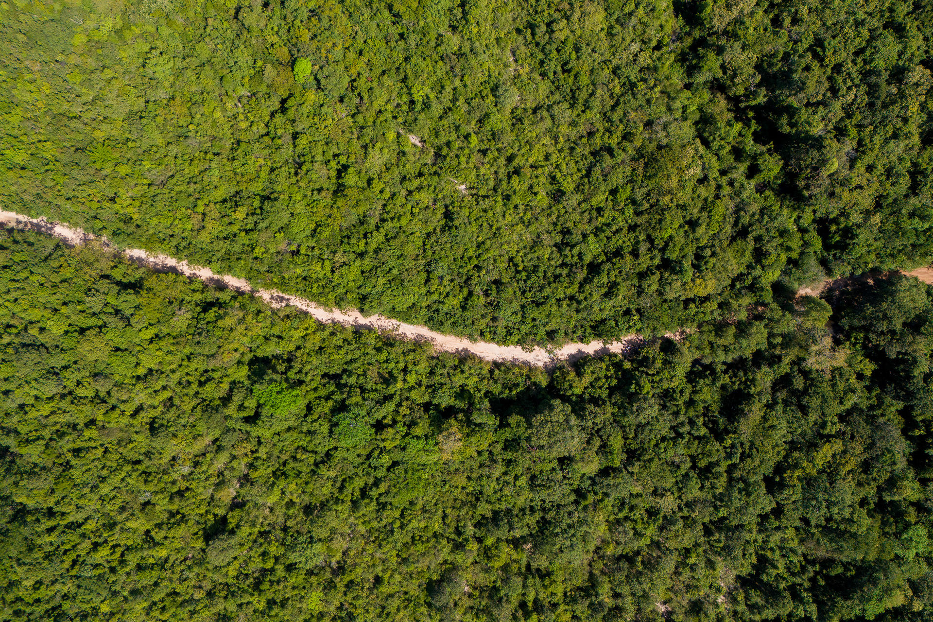 a close up of a lush green field