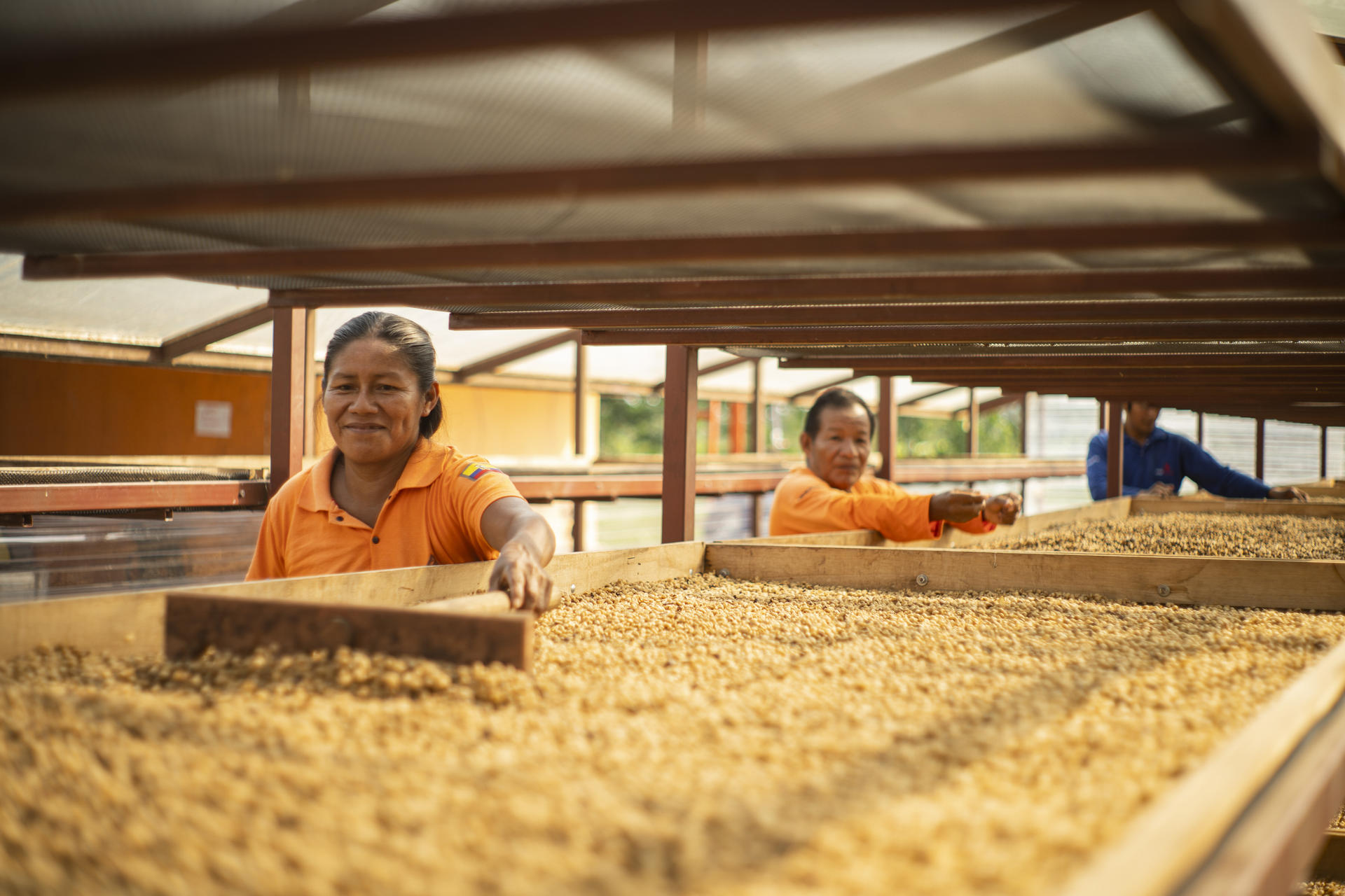 Local coffee producers in Ecuador harvesting coffee beans