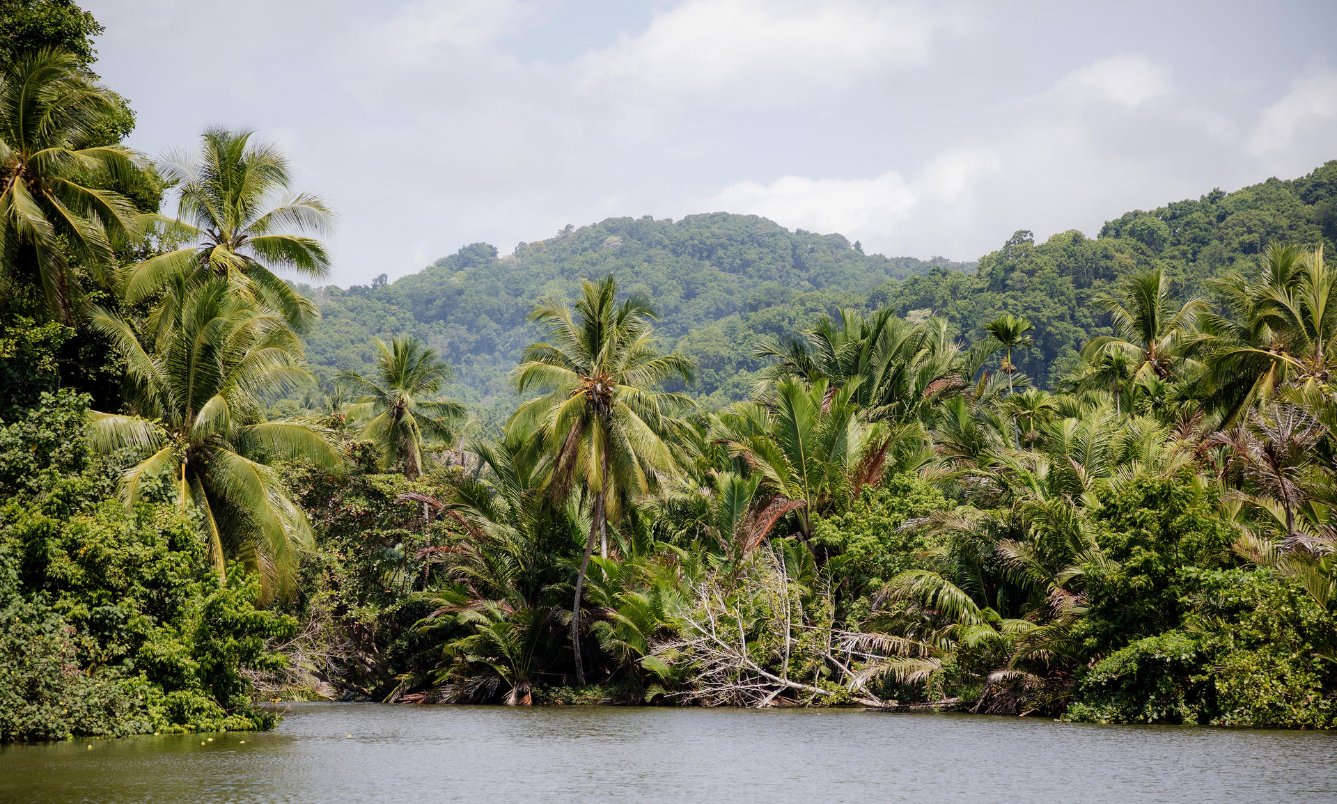 a body of water surrounded by palm trees
