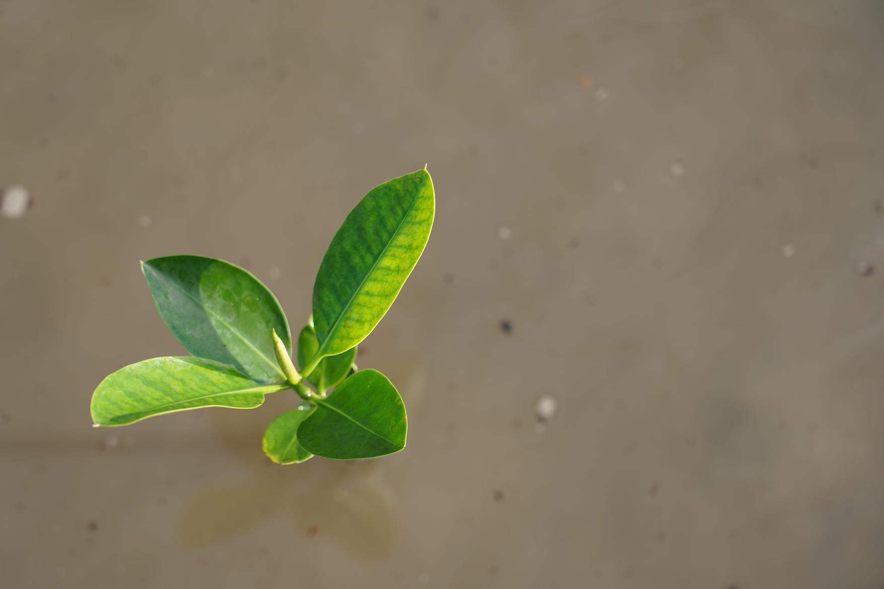 a close up of a green plant