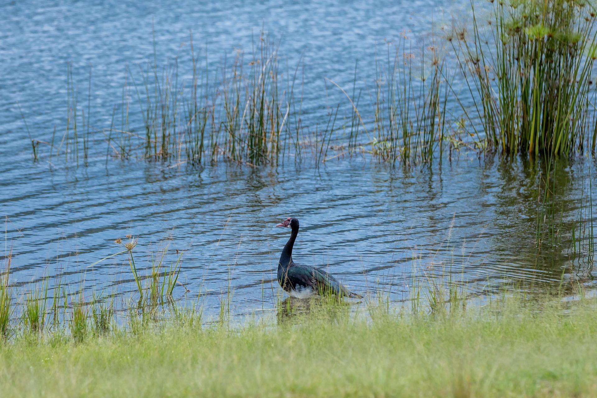 A bird that is standing in the grass next to a body of water