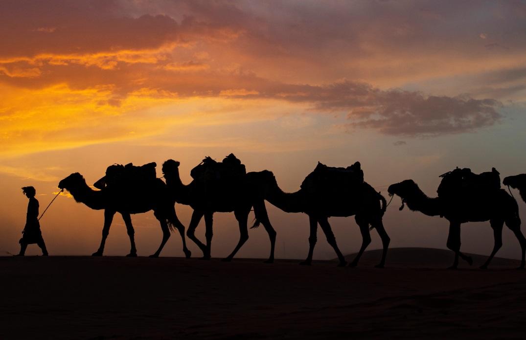 camel train
