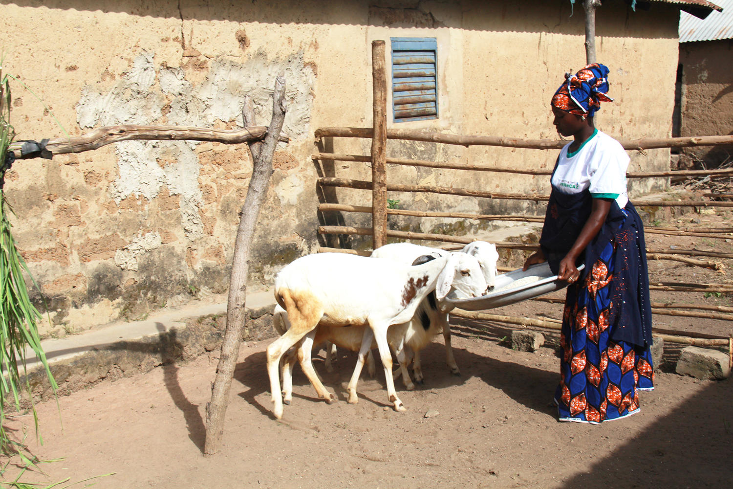 Une jeune éleveuse de petits ruminants