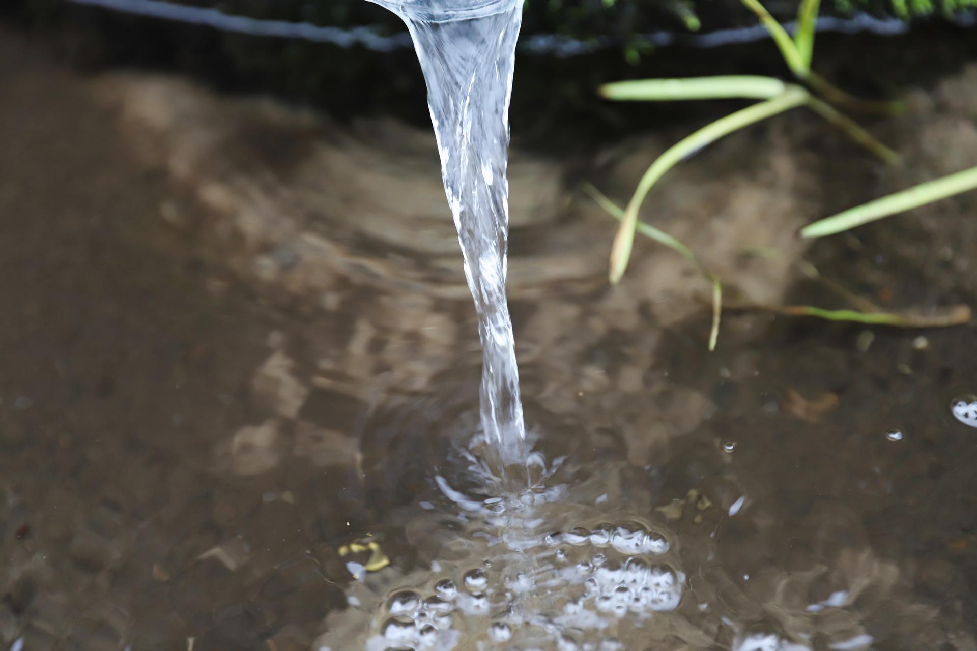 a bird in the water