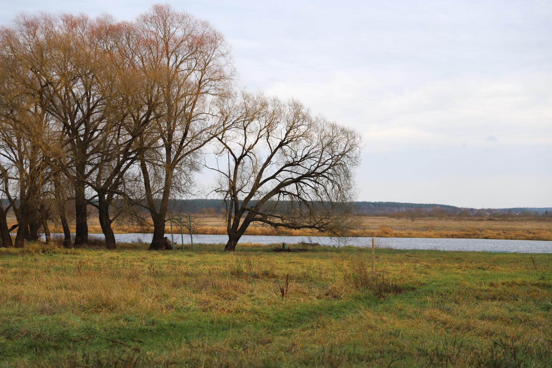 a large tree in a grassy field