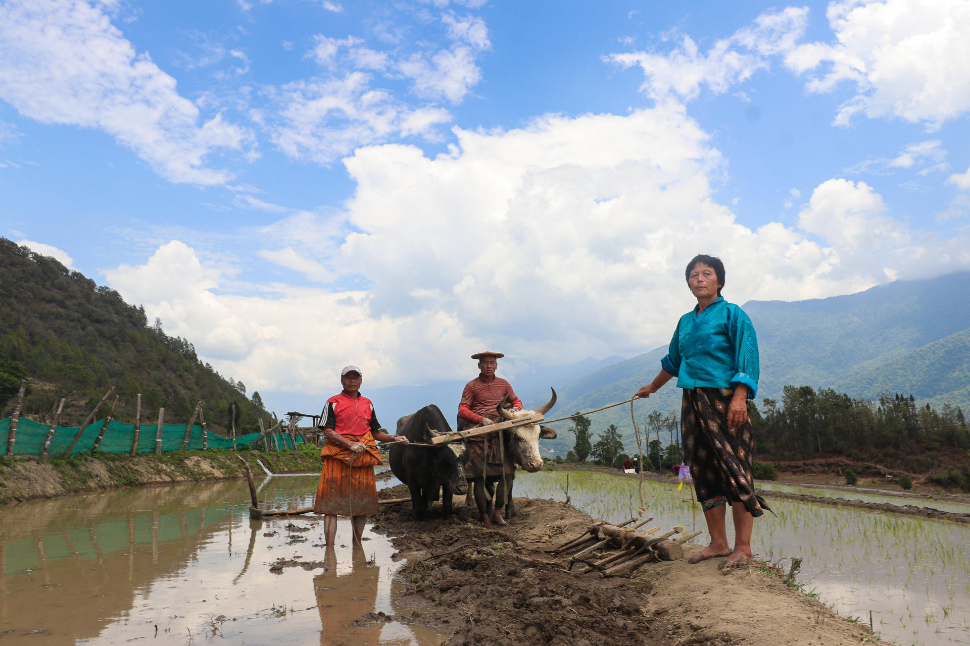 Phangyul farmers plough their fields 