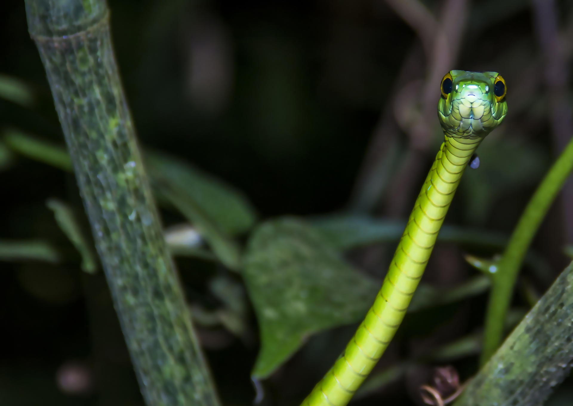 Imagen de una serpiente