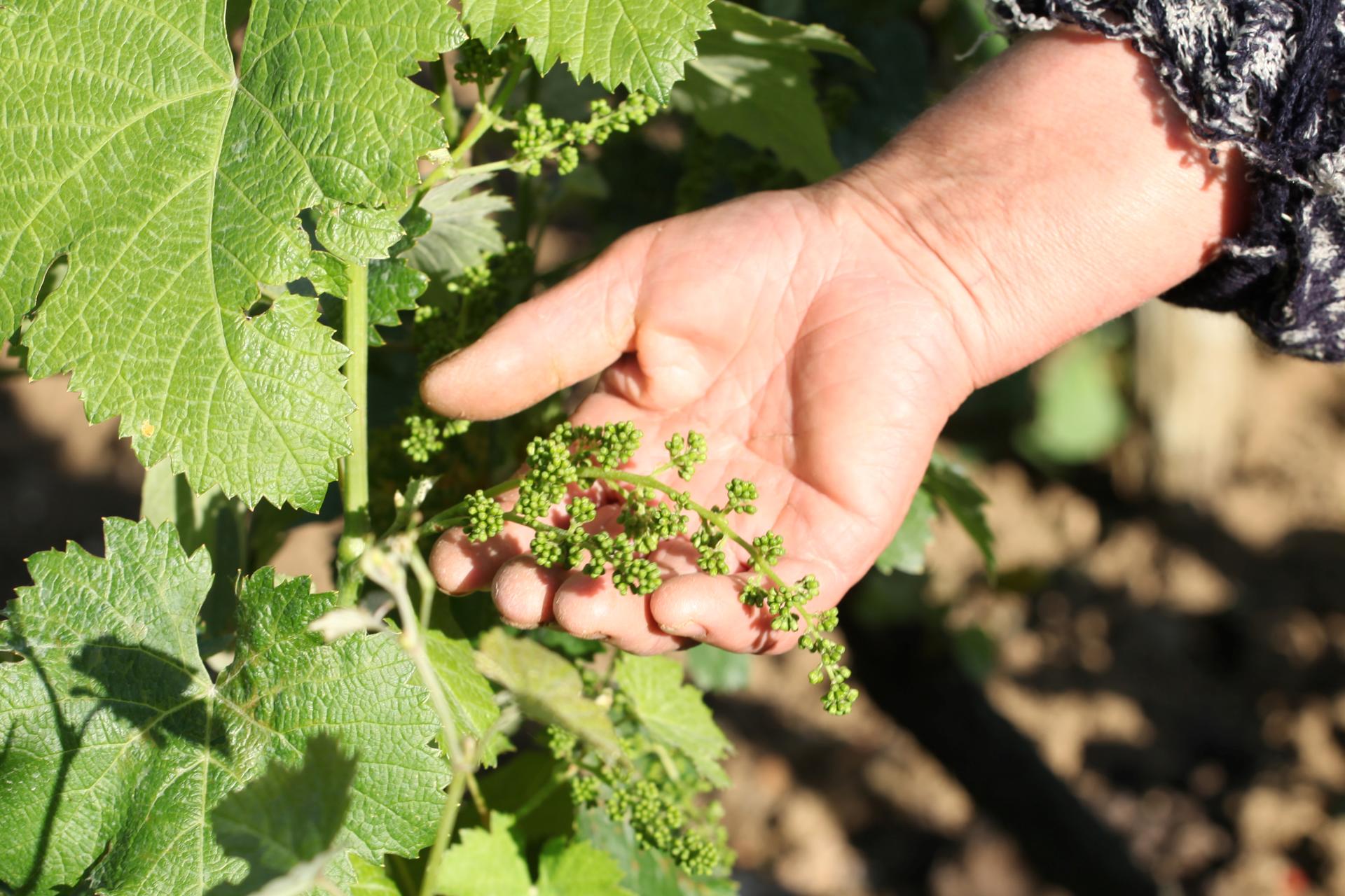 a close up of a hand holding a plant