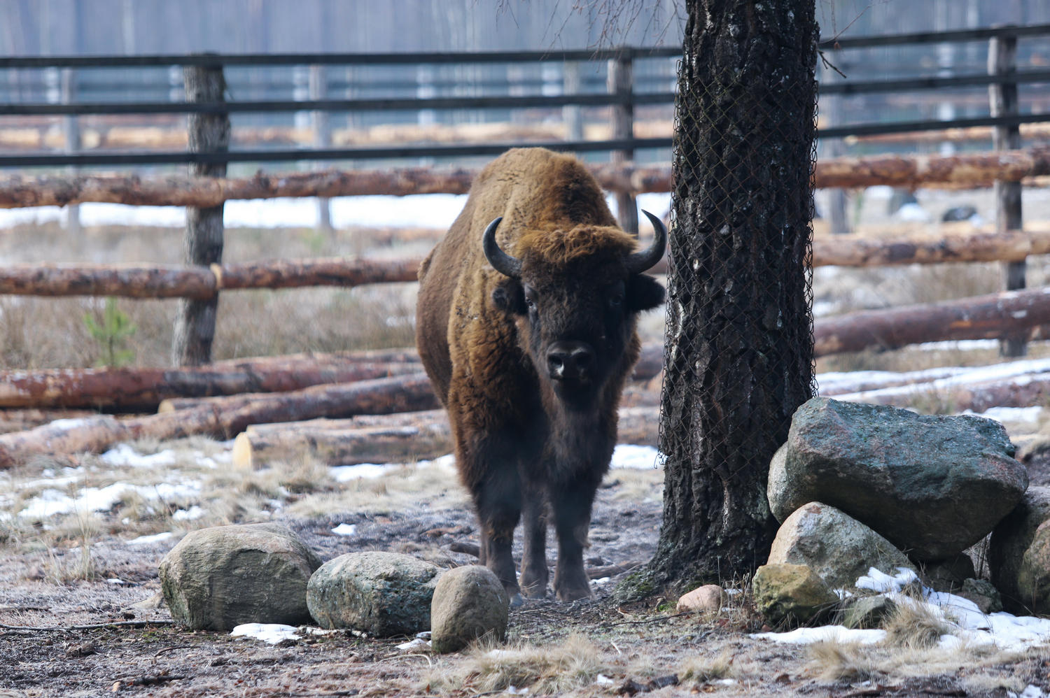 A bison stands near a tree and rocks in a snowy, fenced pasture.