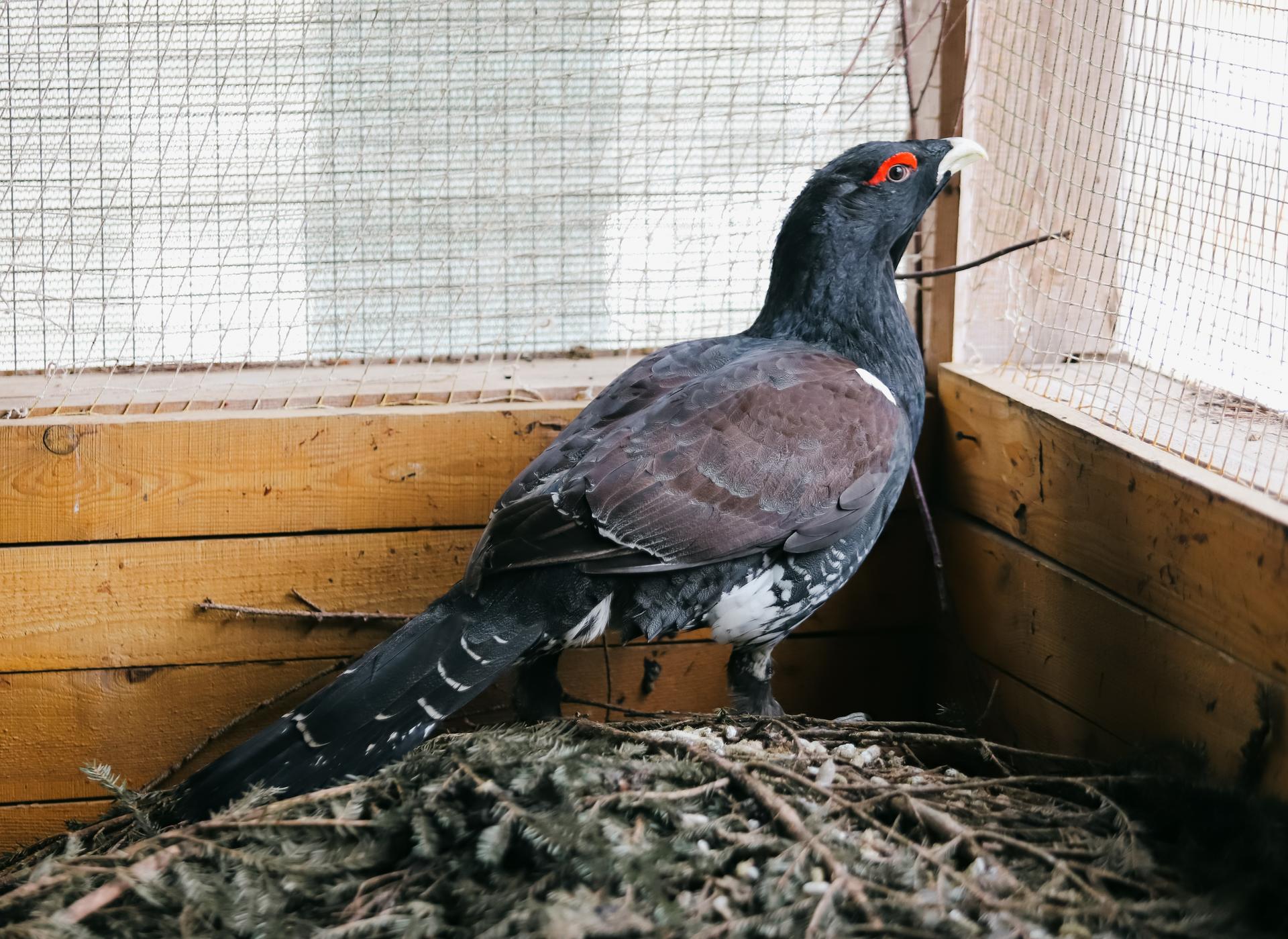 A dark bird with red eyes perched beside a wooden wall in a sheltered area.