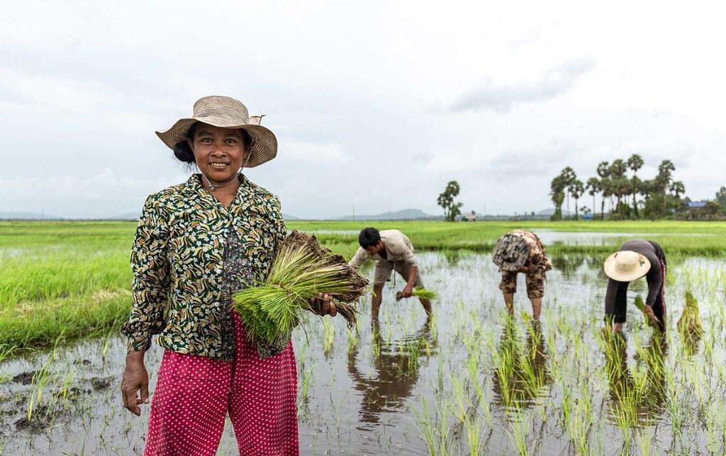 A smiling farmer holds rice seedlings in a lush green field while others plant rice.