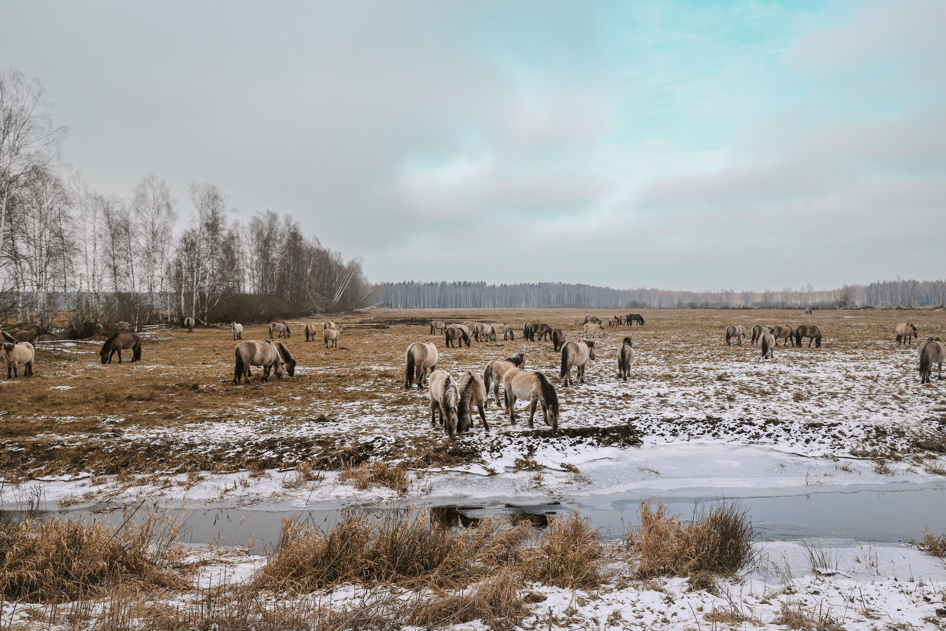 Herd of horses grazing in a snow-covered field with a river and trees in the background.