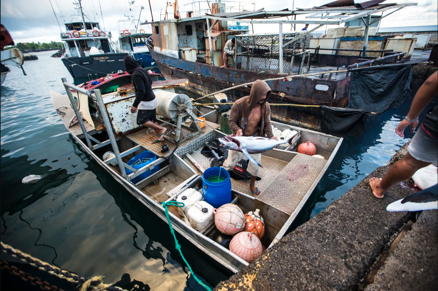 Fishermen on a small boat unloading fish at a bustling harbor.