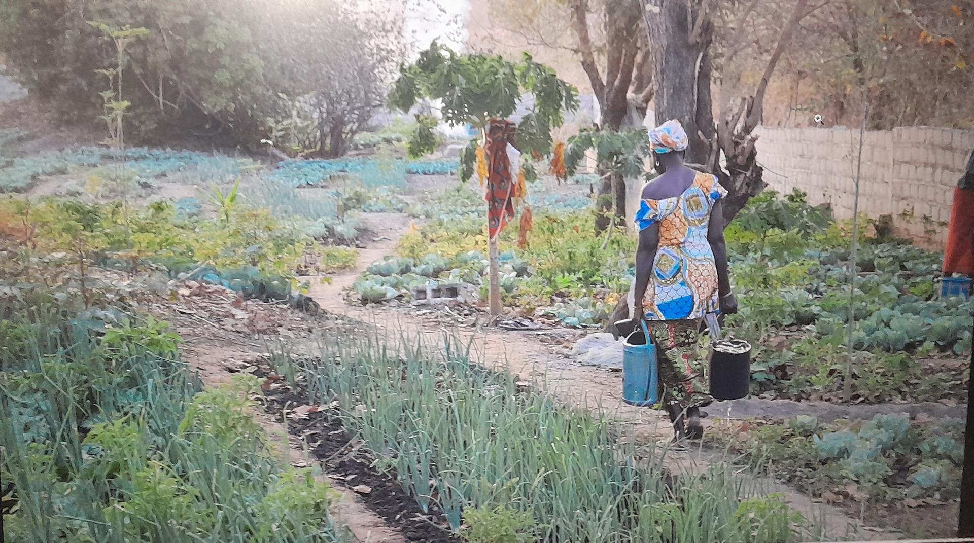 A woman carries two buckets through a vibrant vegetable garden in the morning light.