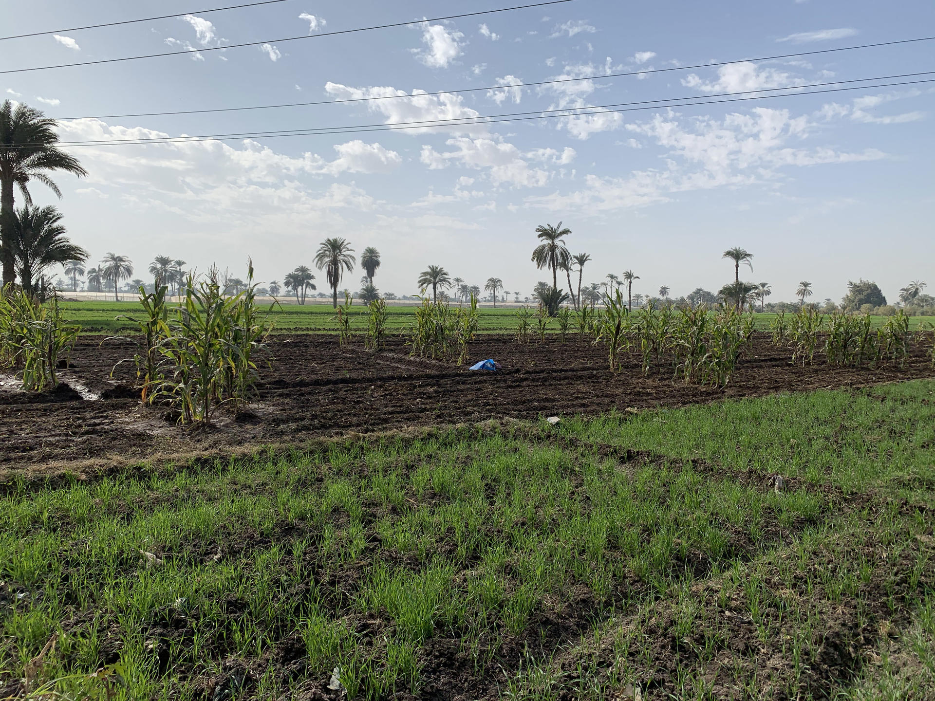 Lush green rice fields with rows of banana plants under a blue sky.