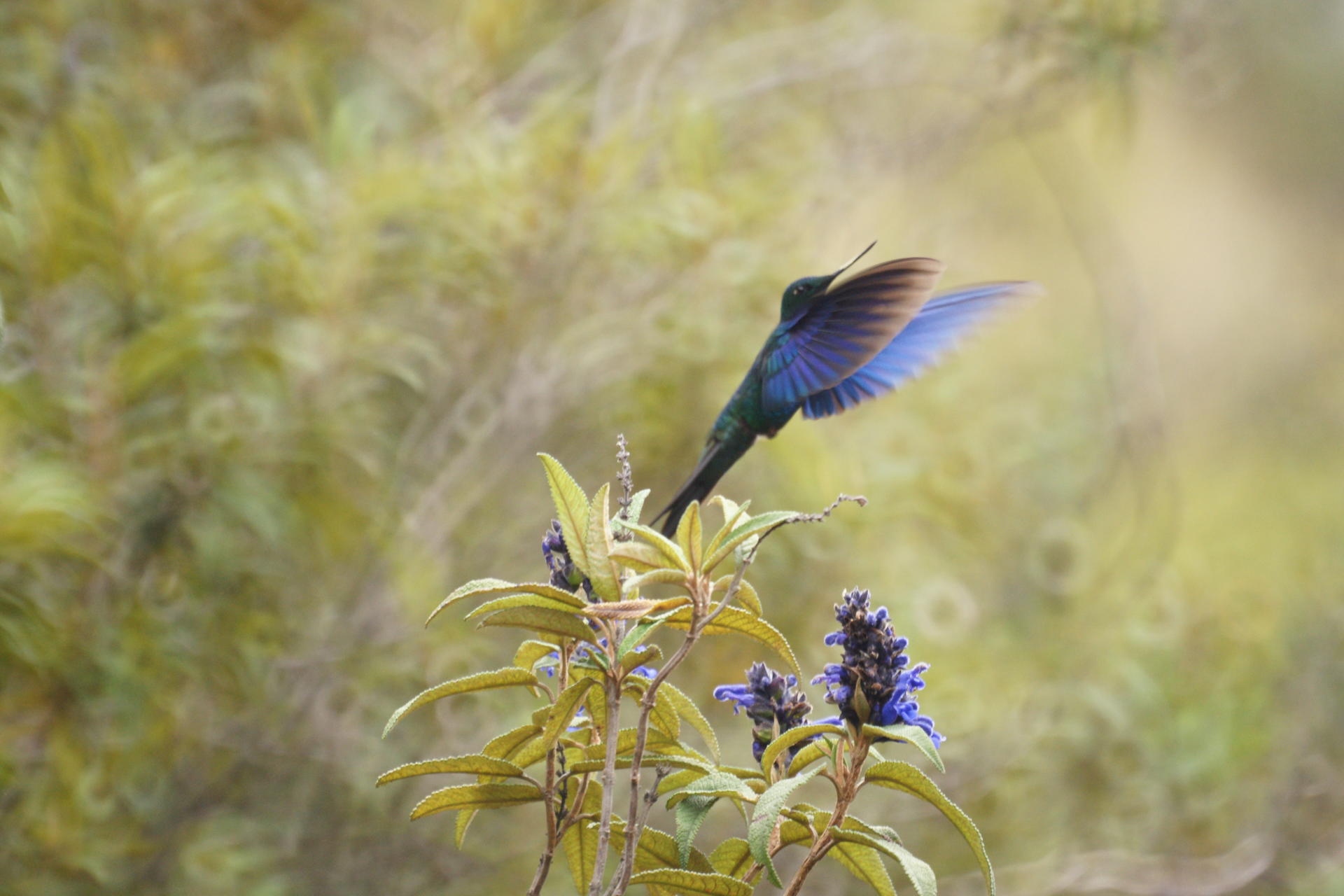 A vibrant hummingbird with blue and green feathers hovers over purple flowers.