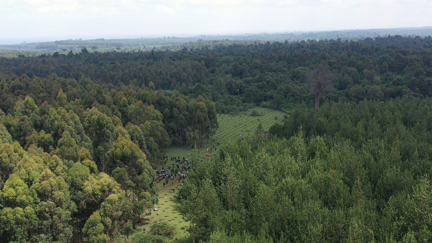 Lush green forest landscape with a distant group of people in a clearing.