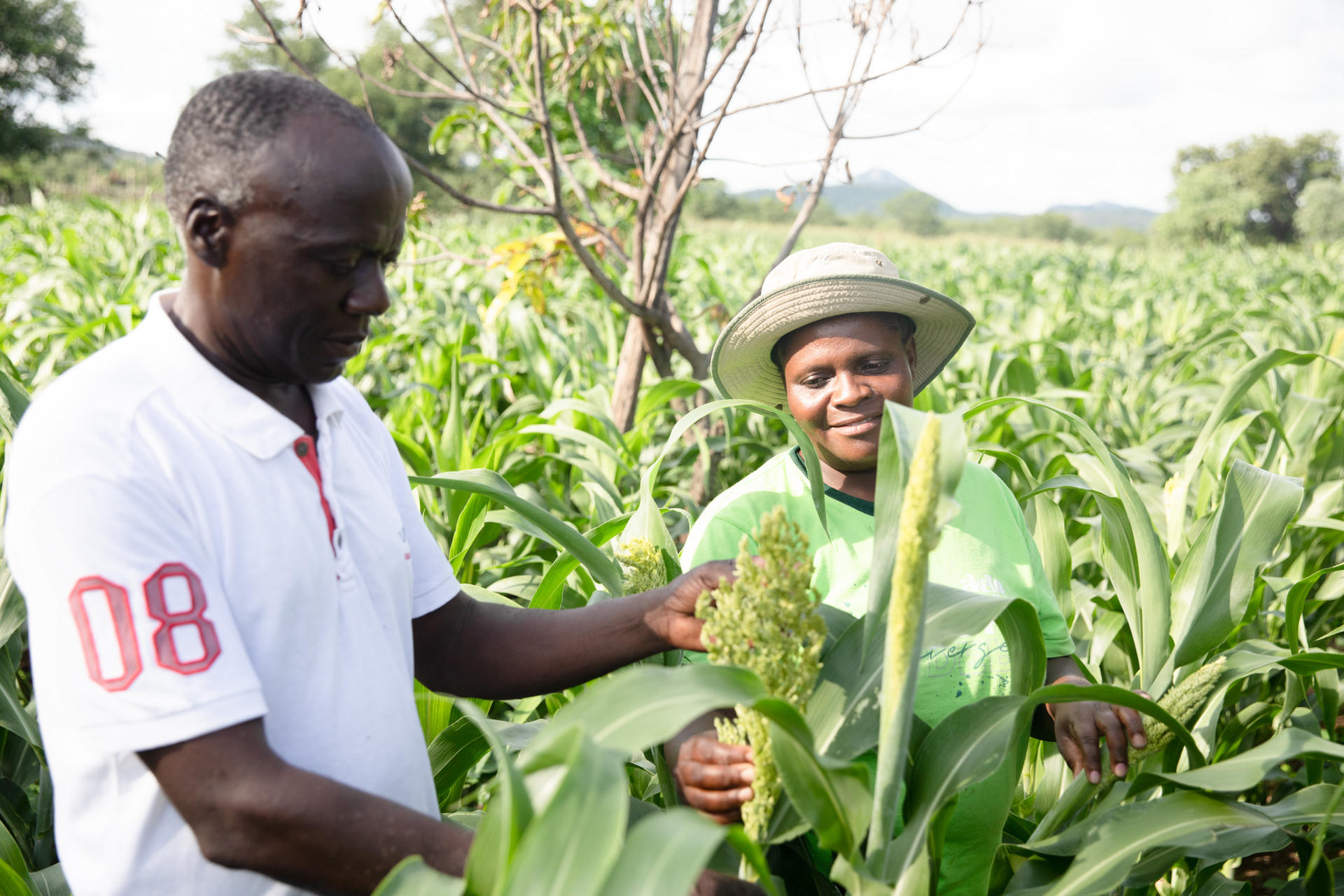 Two farmers examining green corn plants in a sunny field, with hills in the background.