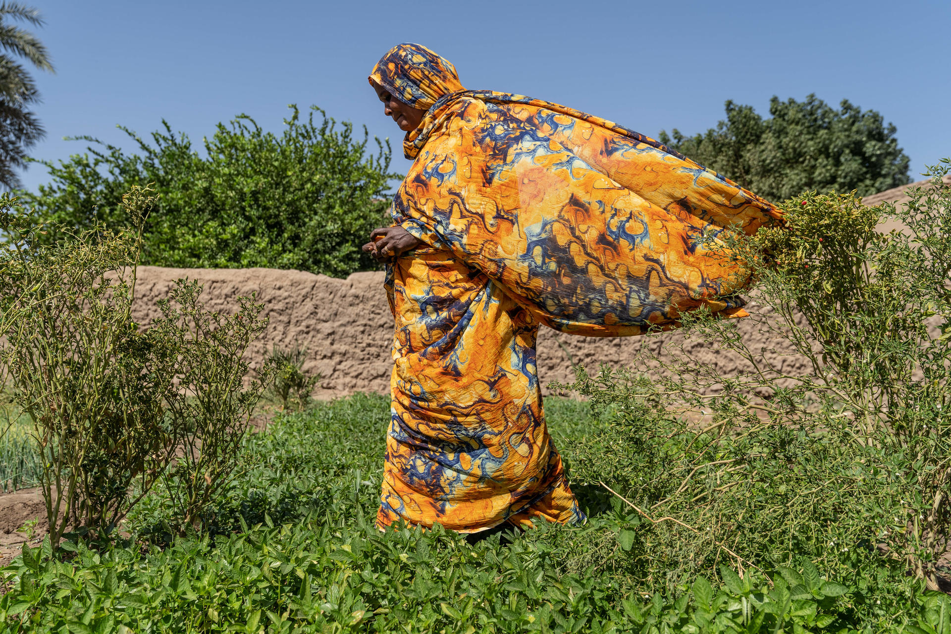 A women in a vibrant orange and blue patterned outfit walks through lush greenery.