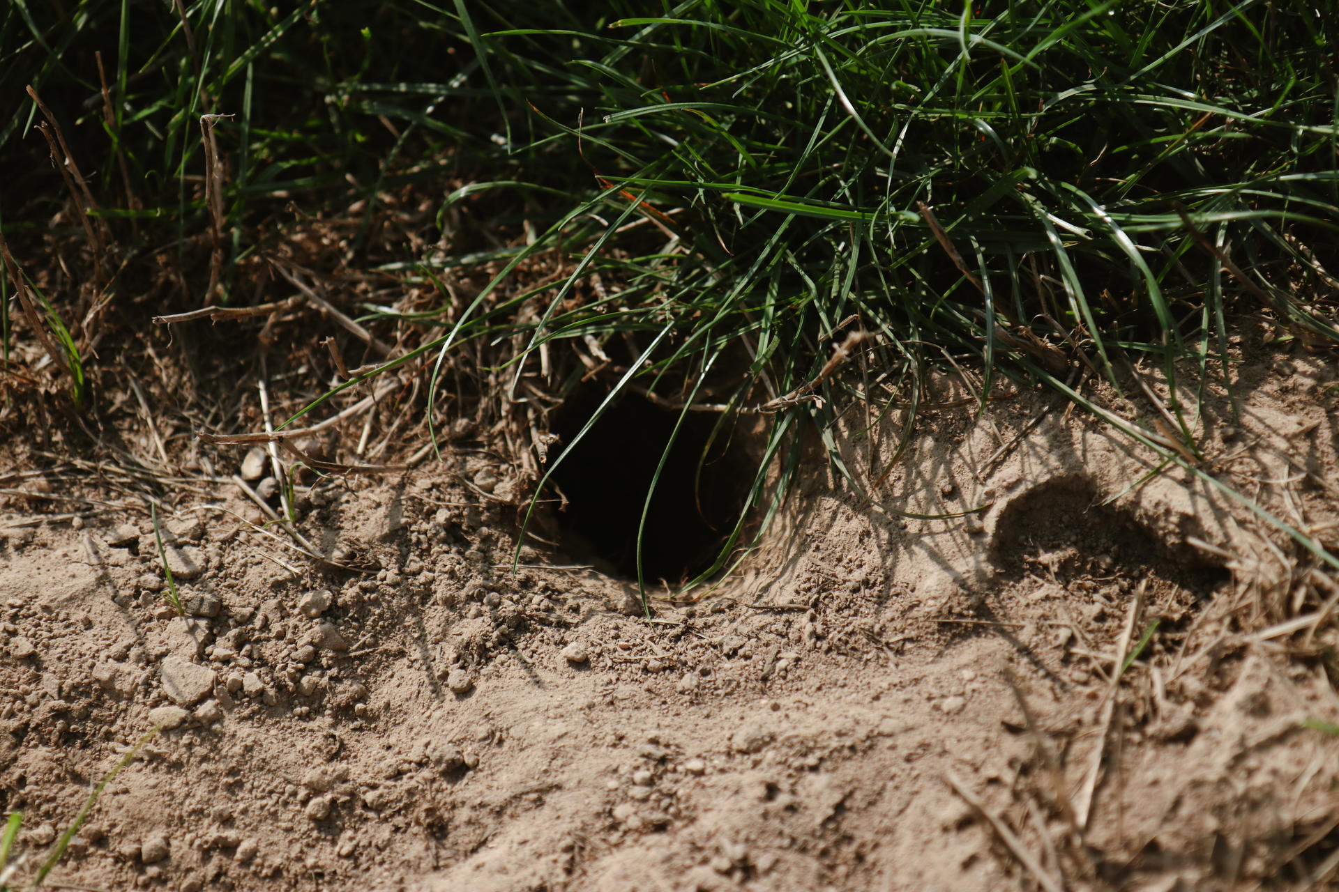A small burrow entrance in sandy soil, surrounded by patches of grass.