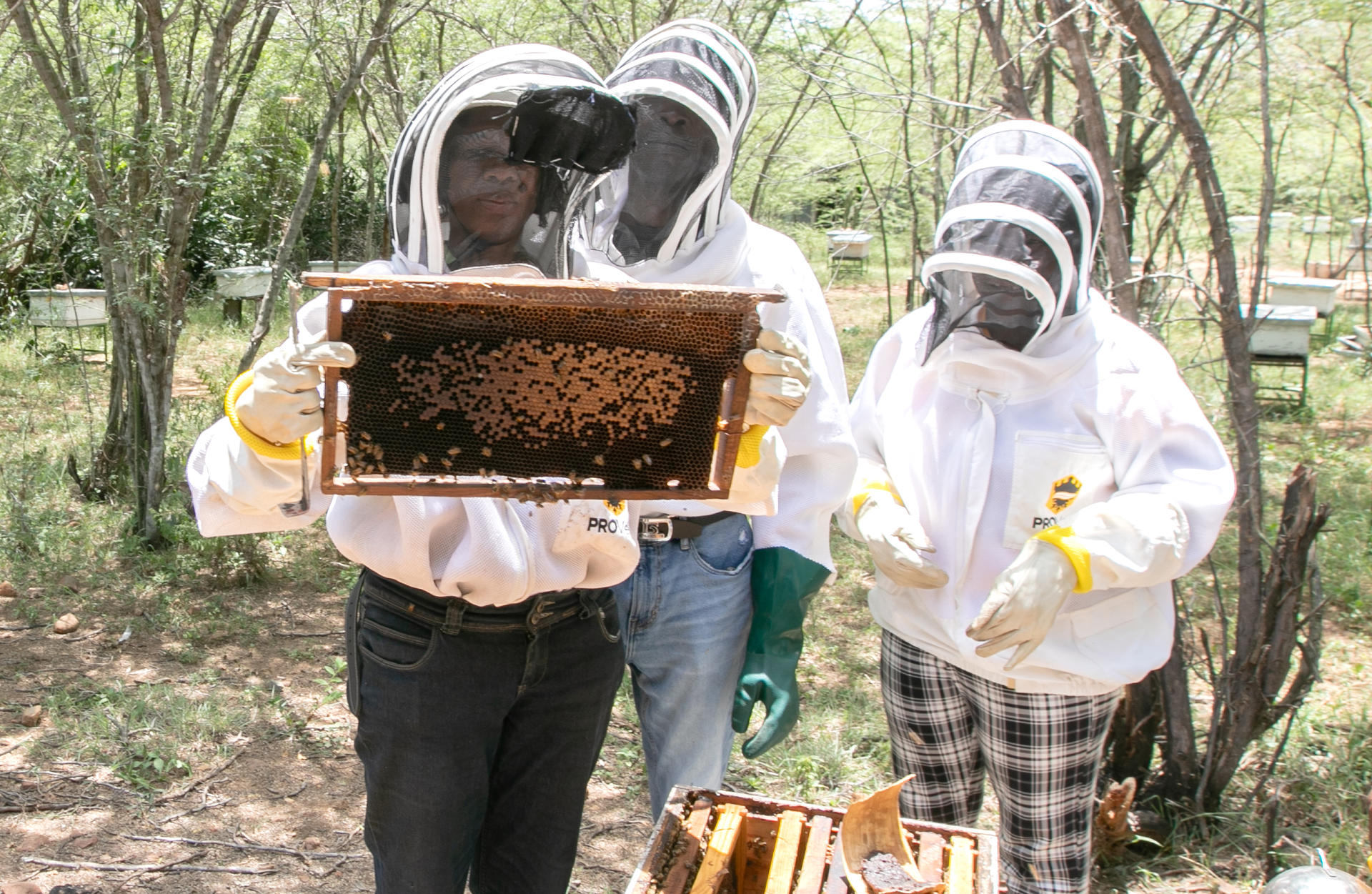 Miola en compagnie de deux autres apiculteurs examine un cadre rempli d’abeilles dans un rucher.