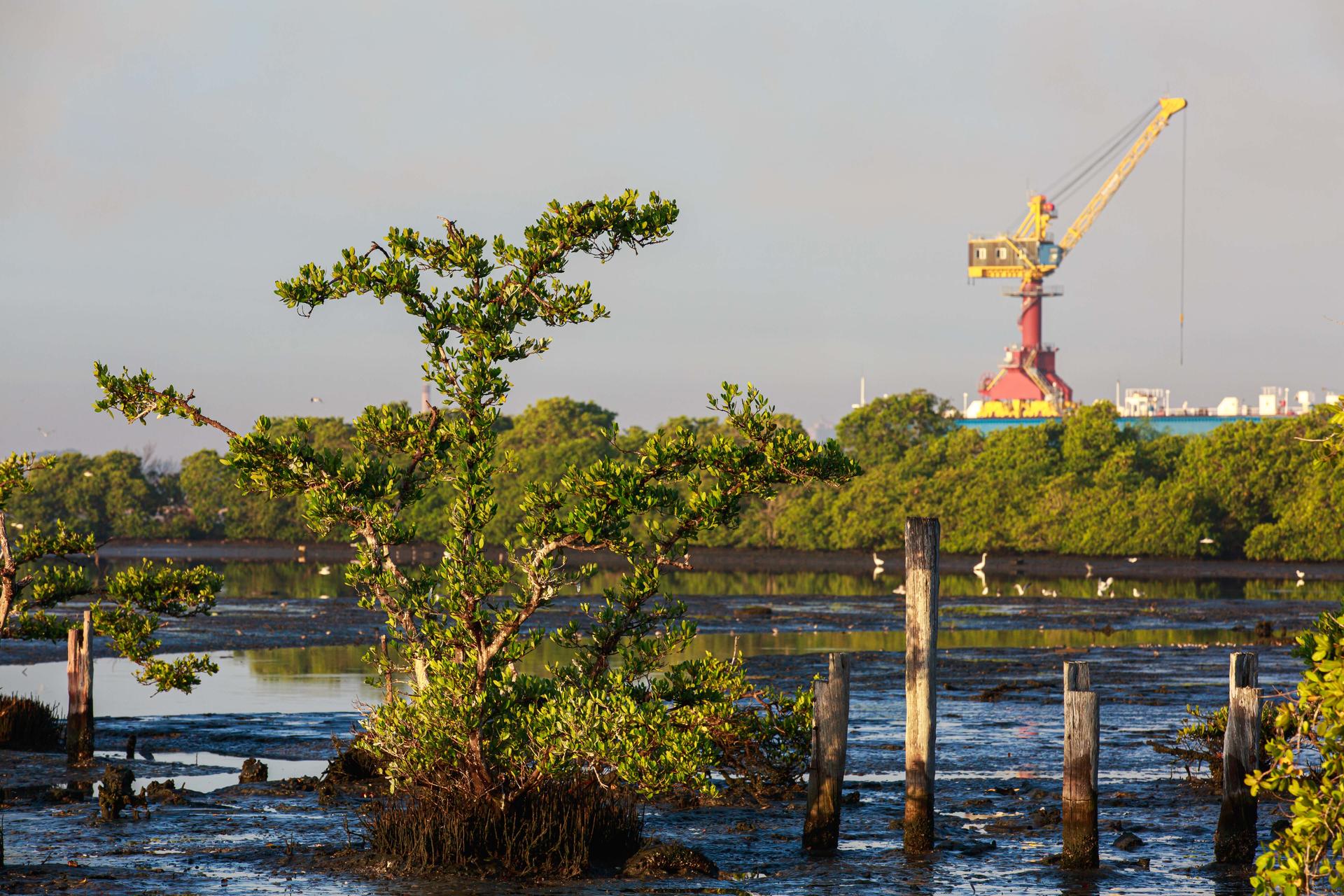 Mangrove tree in foreground with a crane and industrial area in the background.
