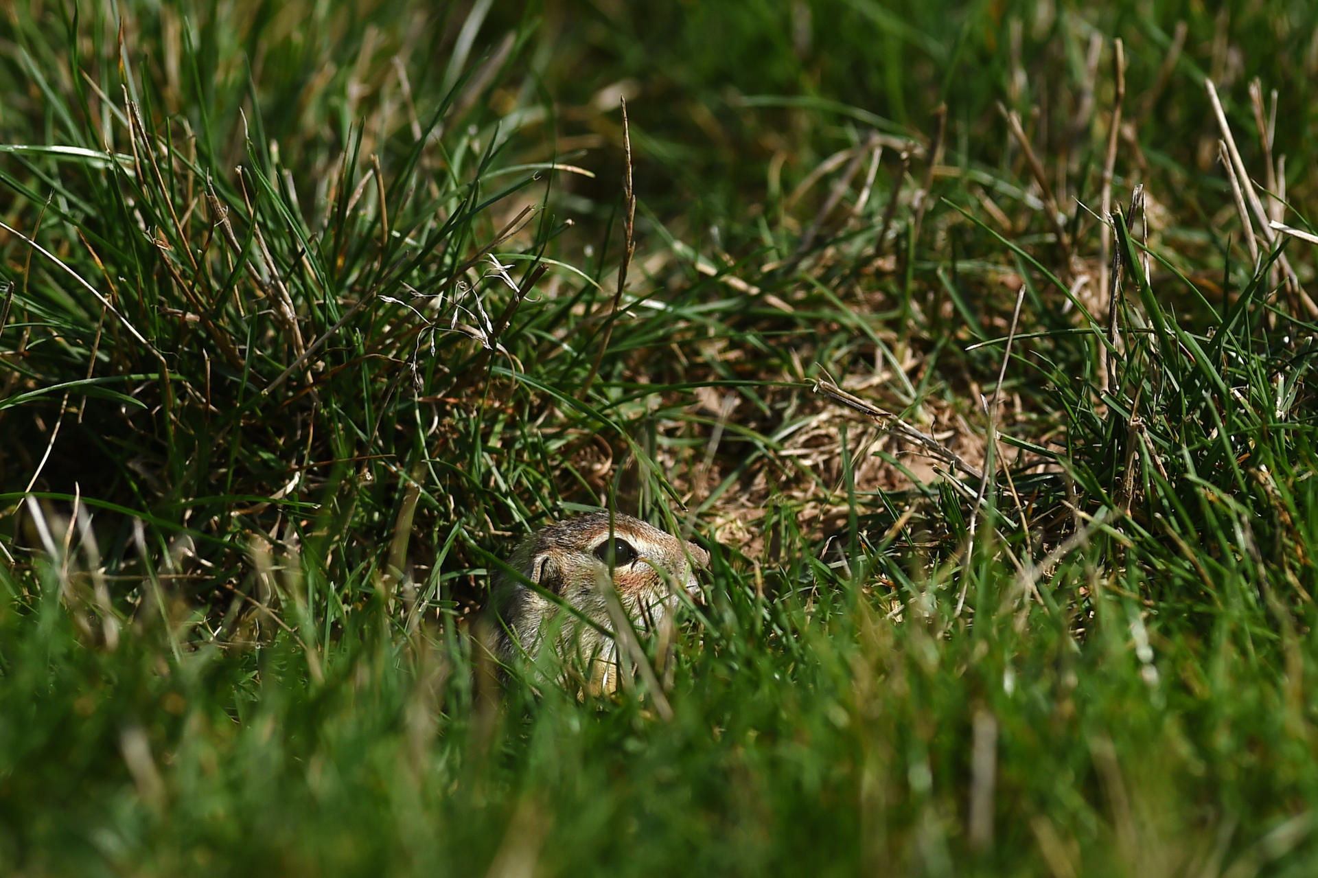 A small animal peeking out from lush green grass.
