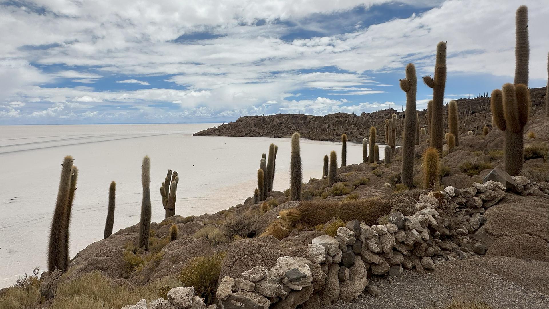 Cacti scattered on rocky terrain overlooking a vast white salt flat under a cloudy sky.