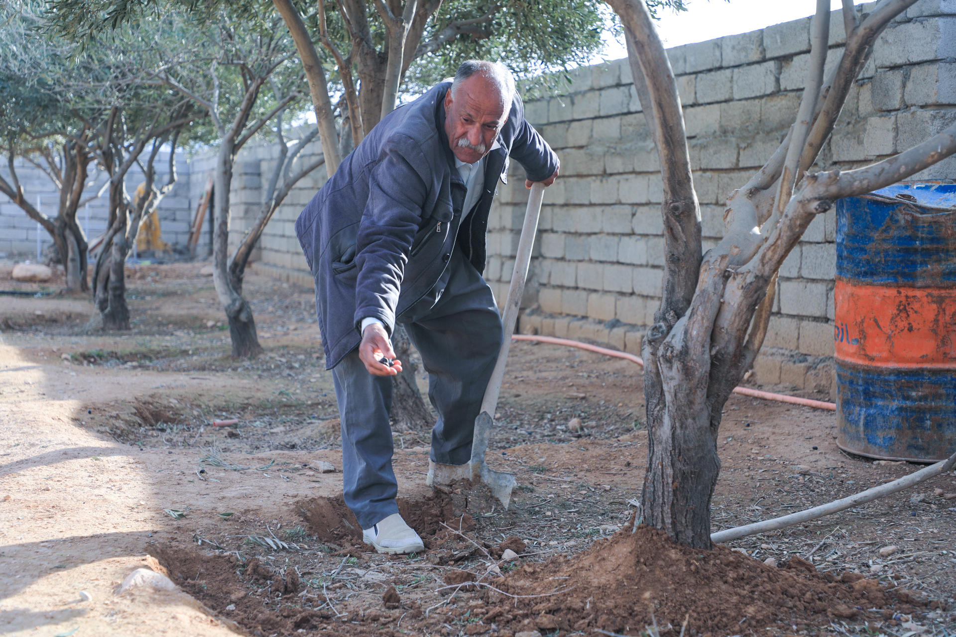 An elderly man tends to the soil near an olive tree in a garden.