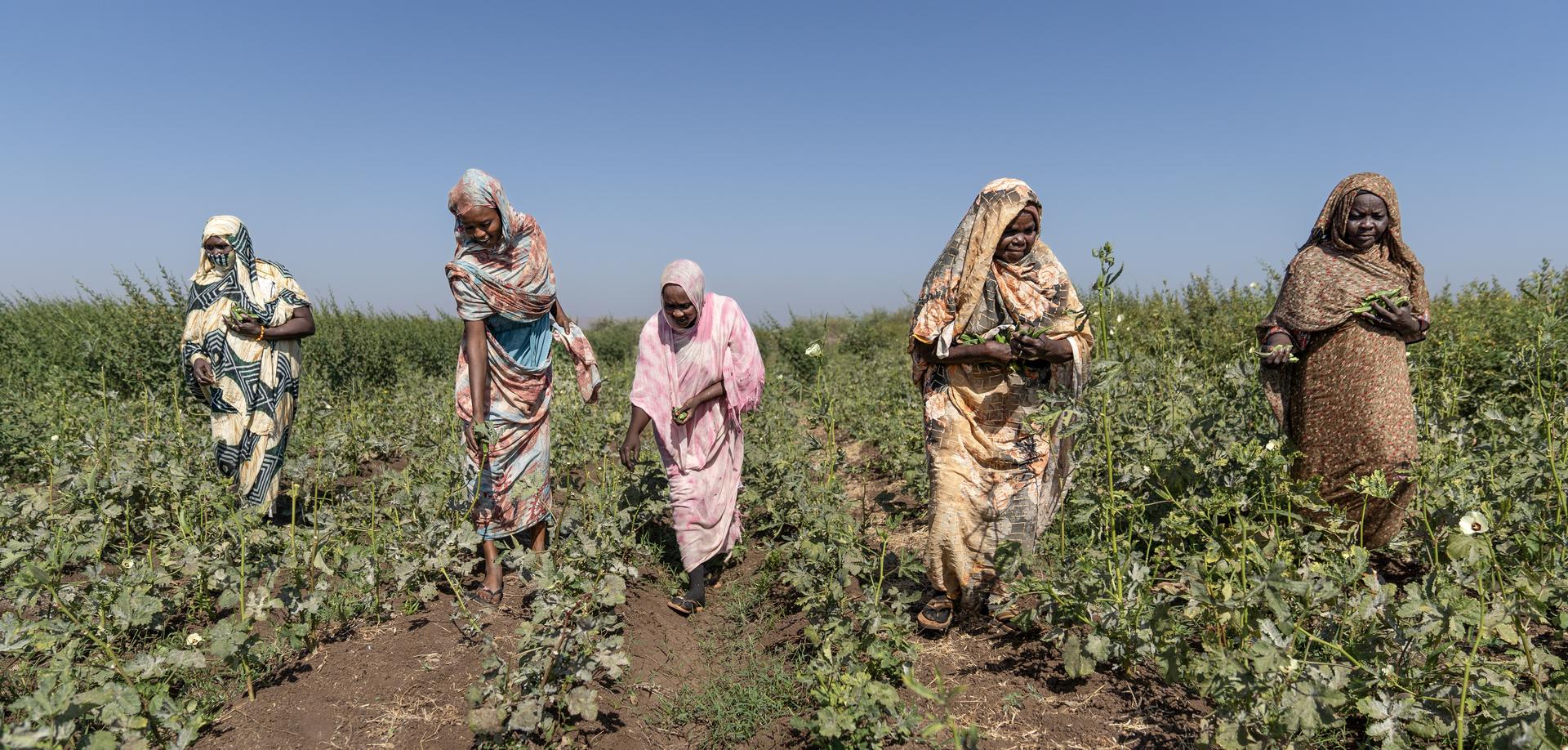 Women harvesting crops in a green field under a clear blue sky.
