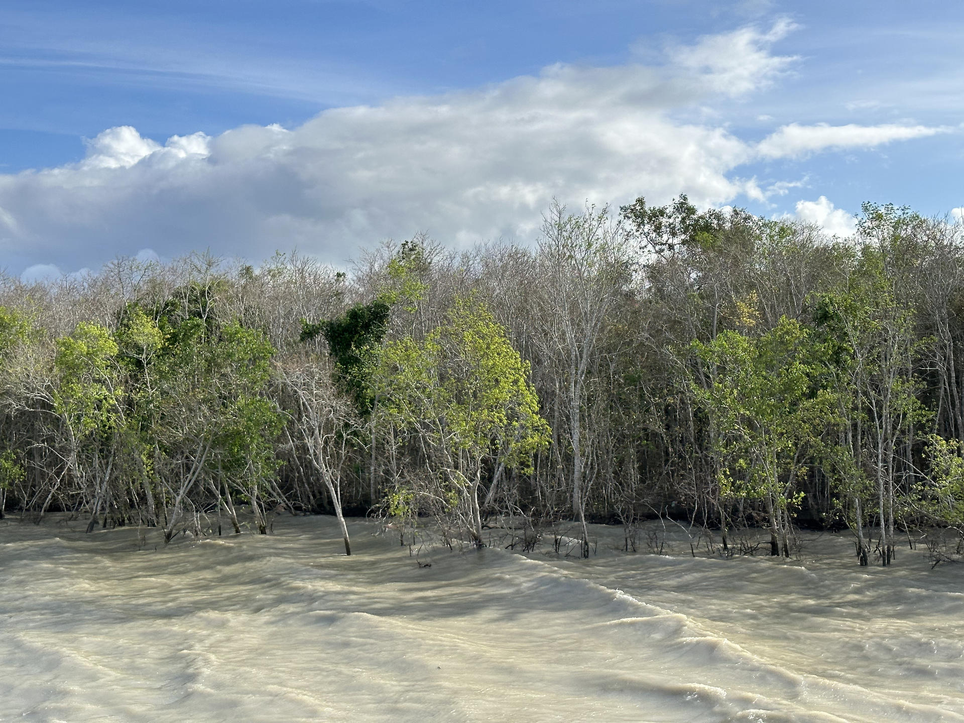 Mangrove trees along a sandy shore under a blue sky with scattered clouds.