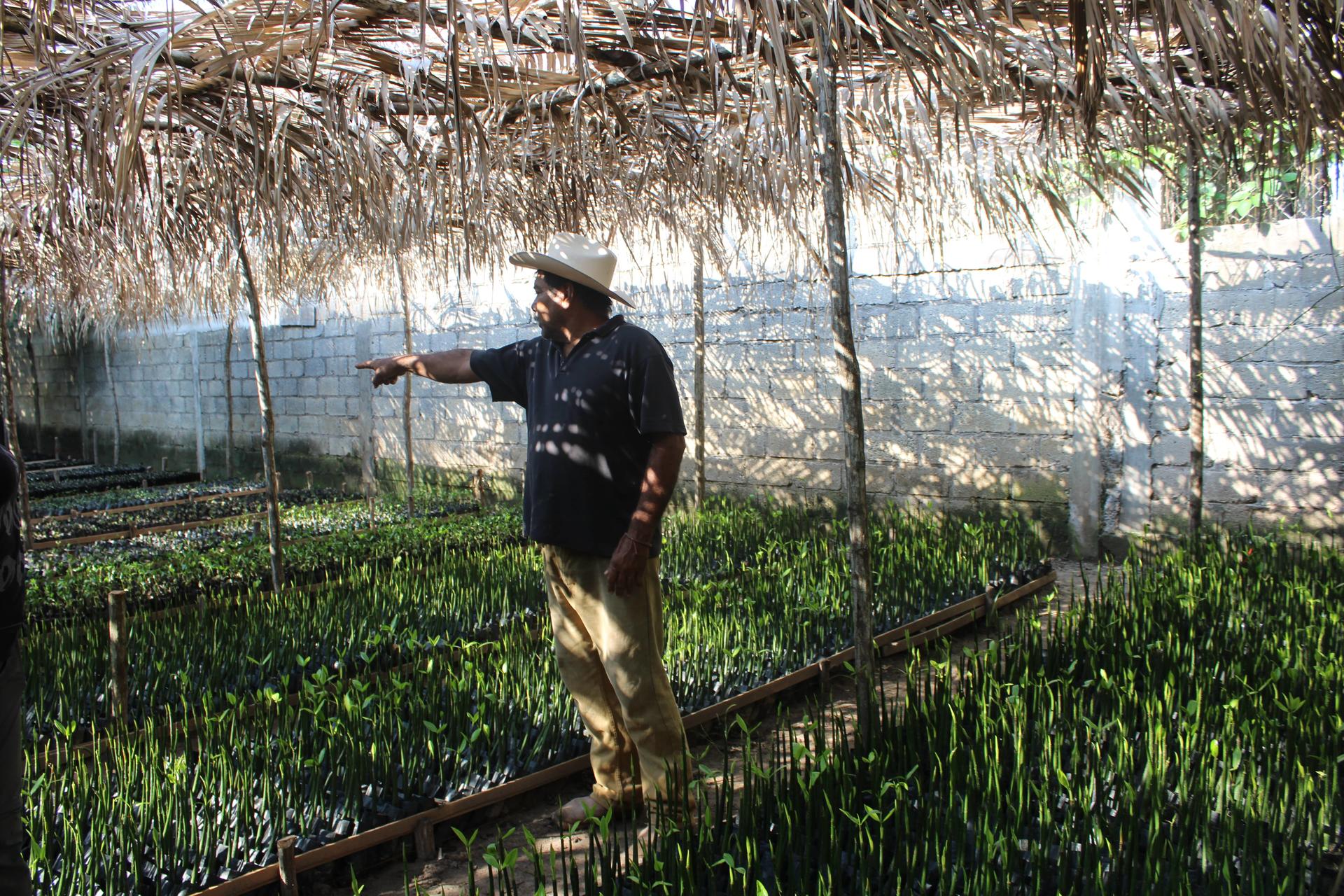 Man in a straw hat gestures while standing among young plants in a greenhouse.