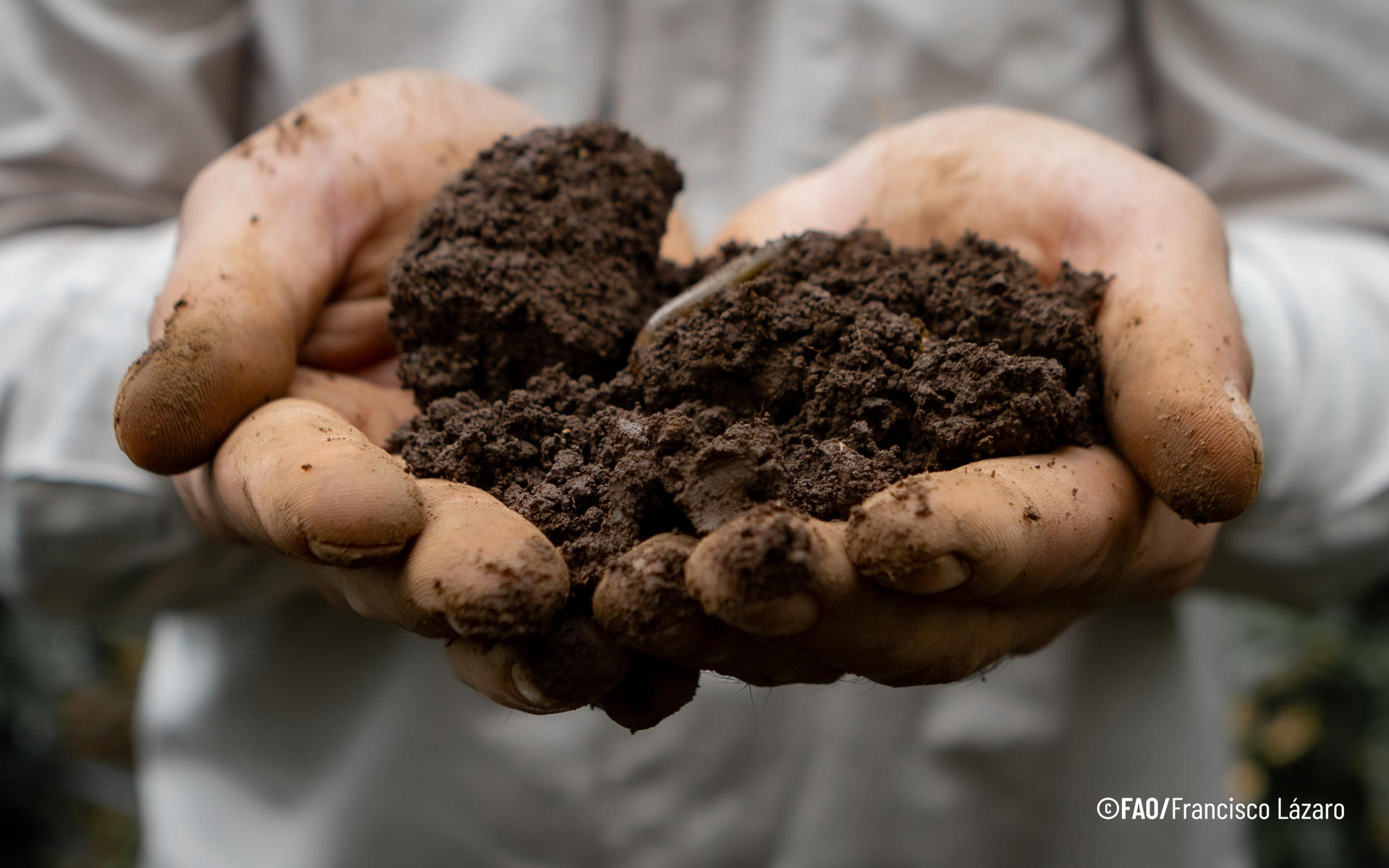 Hands holding rich, dark soil, with a blurred background of foliage.