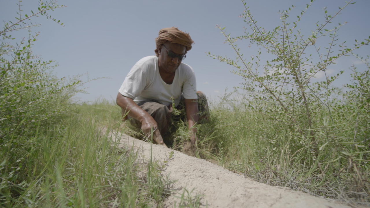 A man kneels in a grassy field, examining a sandy strip under a clear blue sky.