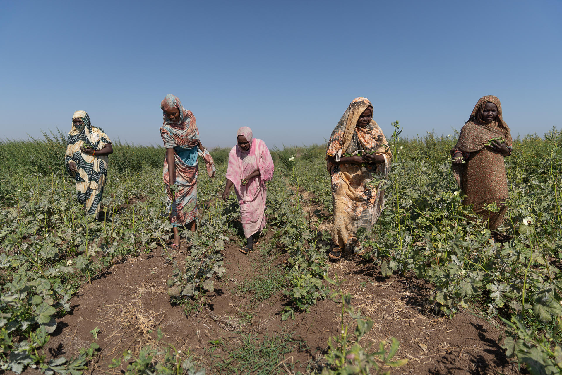Women working in a green field under a clear blue sky.