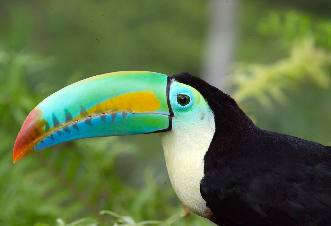 Un tucán colorido bajo un fondo verde de la naturaleza