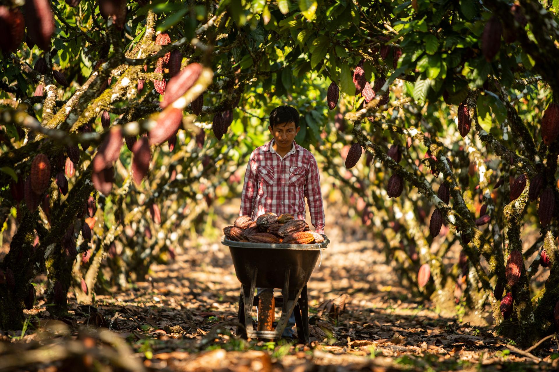 A young man in a plaid shirt pushes a wheelbarrow through a cocoa plantation.