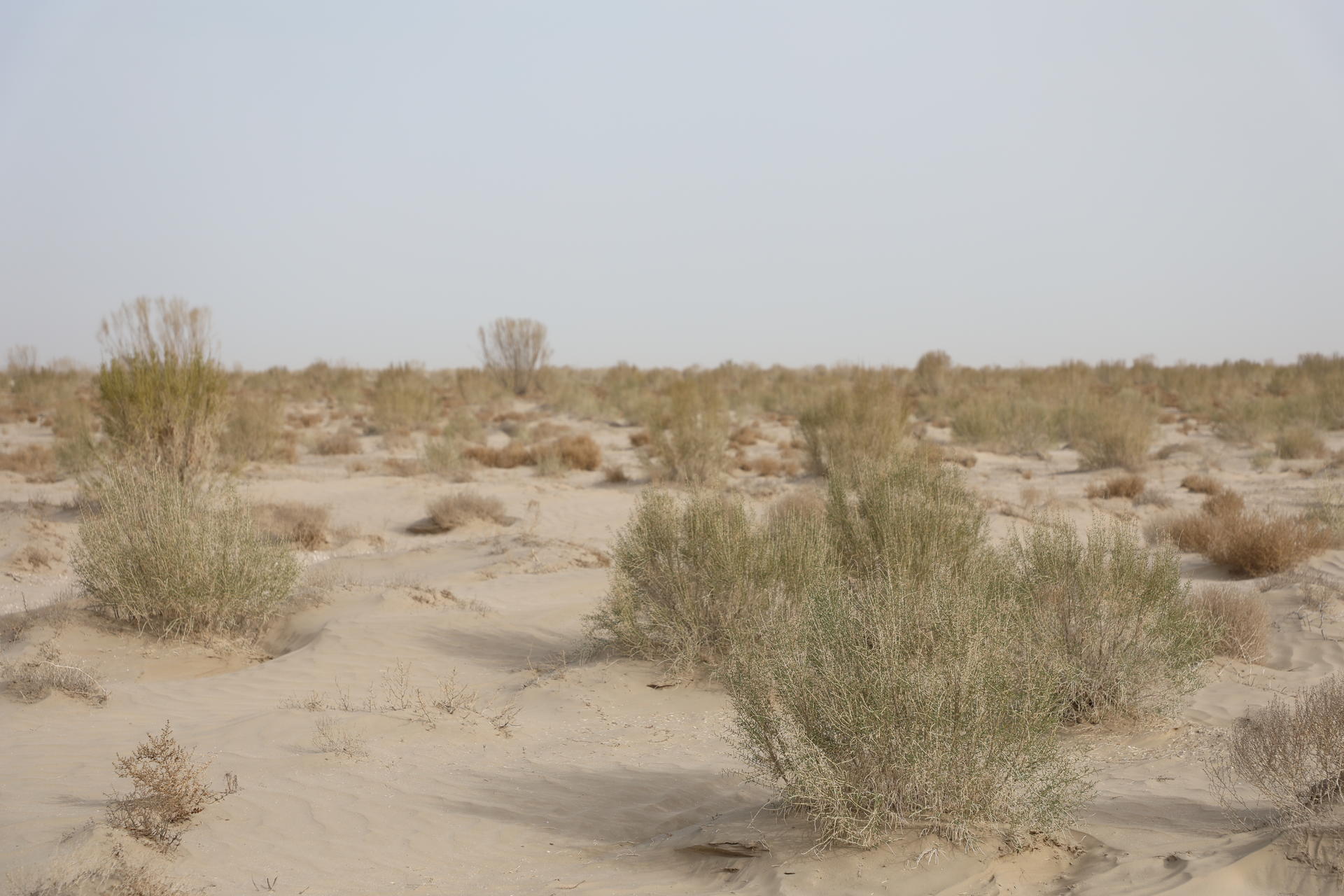 Sparse desert landscape with low shrubs and sandy ground under a clear sky.
