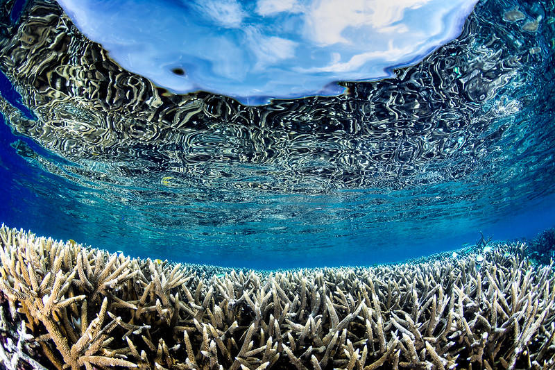 Underwater view of coral formations, with a clear surface reflecting the sky above.