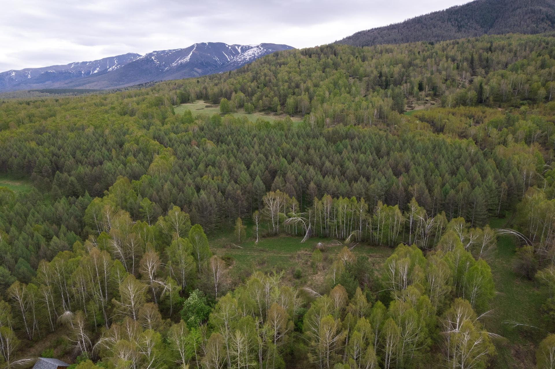 Aerial view of a dense forest with green foliage and distant mountains under a cloudy sky.