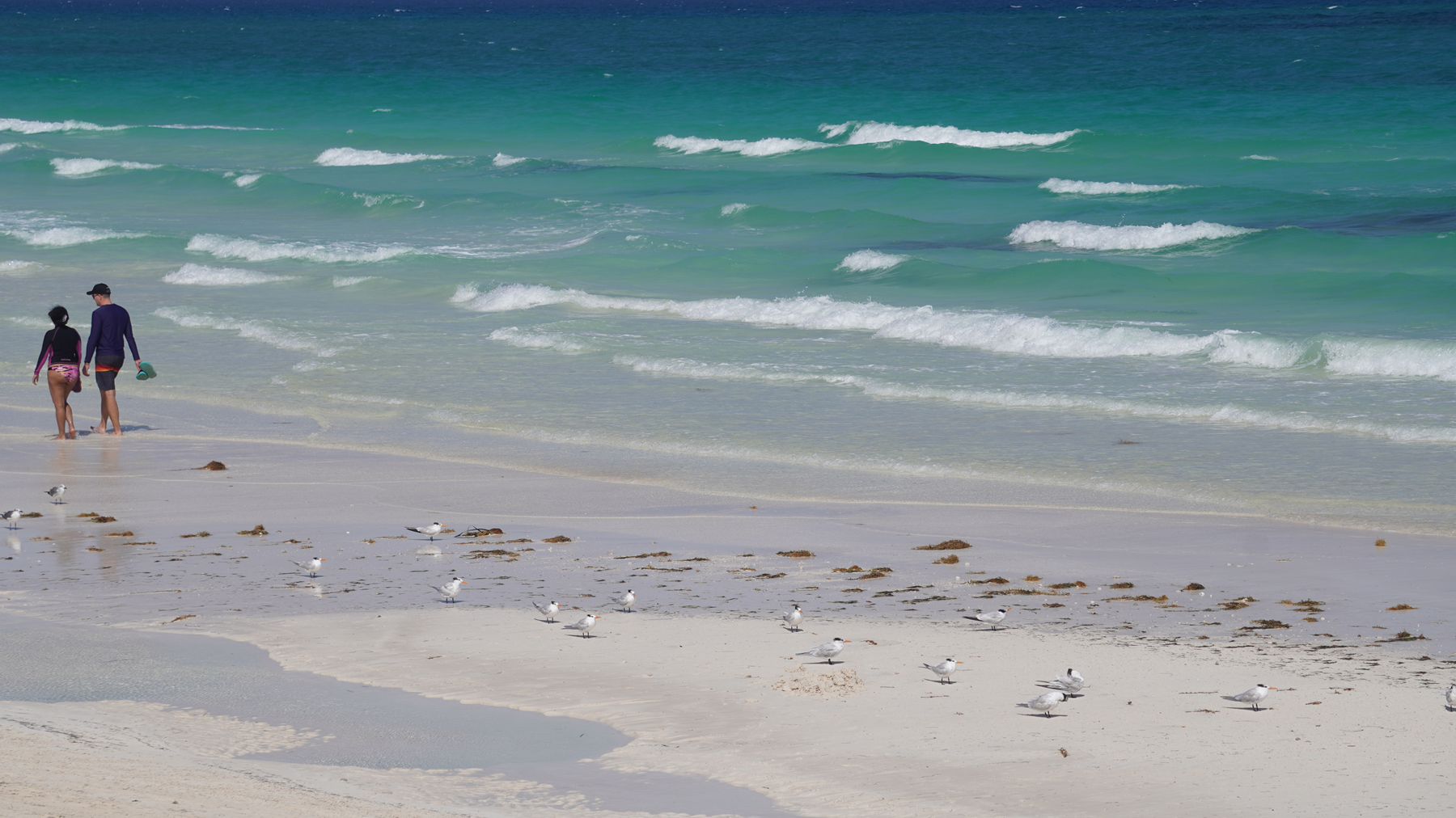 A pelican and a seagull flying over turquoise ocean waves.