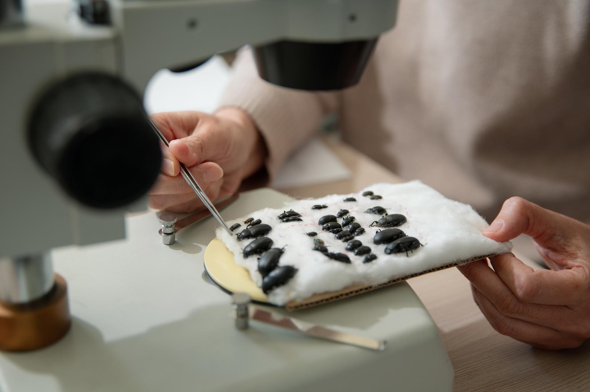 A person uses a microscope to examine a sample with dark particles on a white cloth.