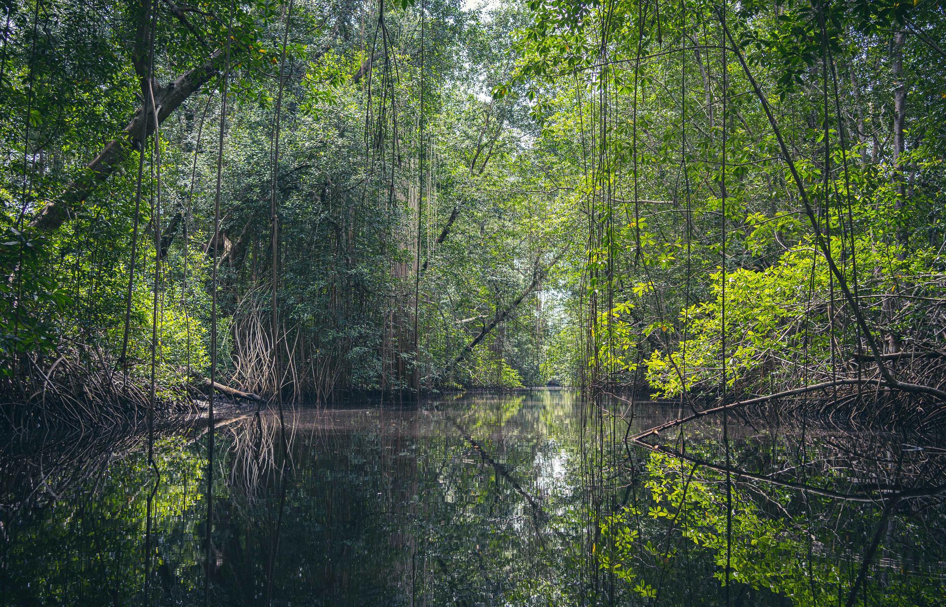 Lush greenery surrounds a tranquil waterway, reflecting trees in calm waters.