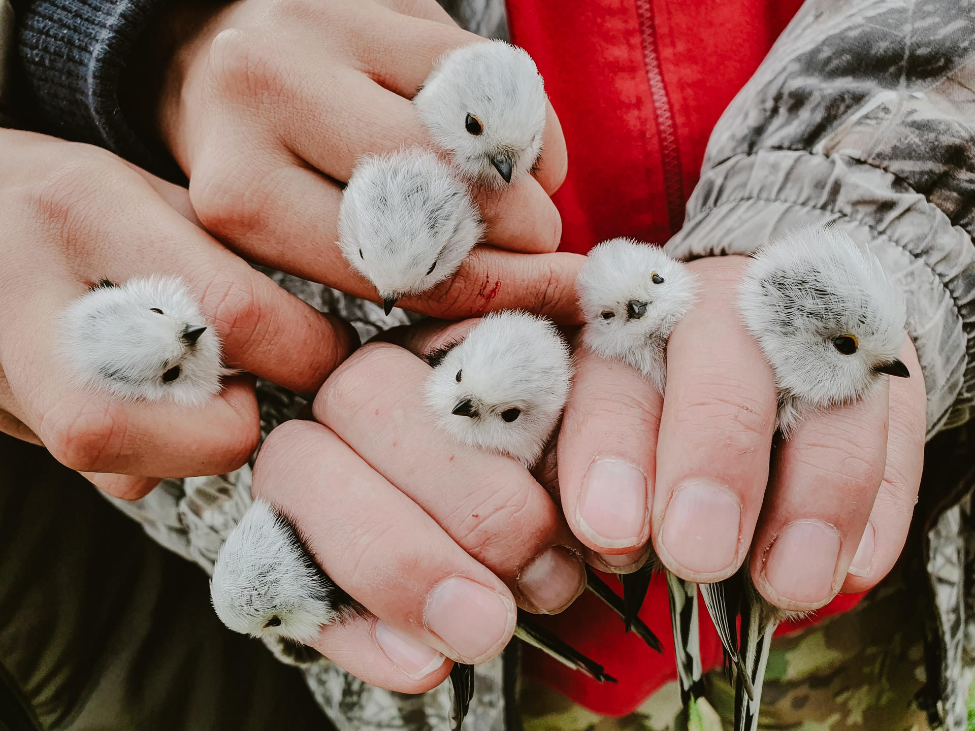 Several small, fluffy birds are being gently held in hands, surrounded by a natural setting.