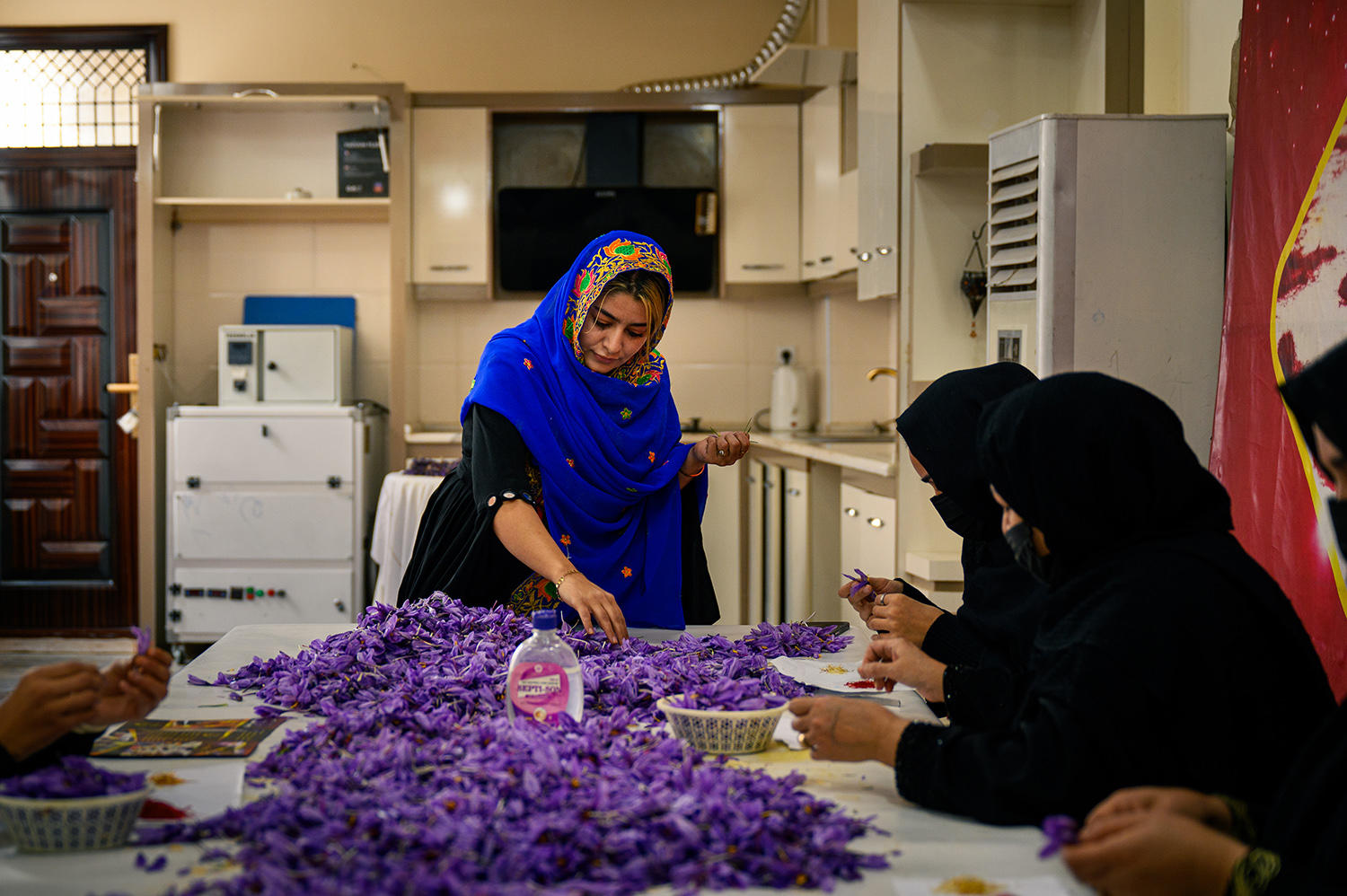 Women sorting saffron flowers in a well-lit room, some wearing black hijabs and one in blue.